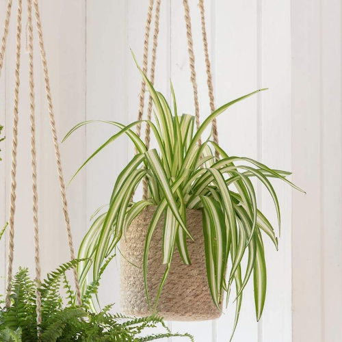 Hanging Plant Pots-Planters-Yester Home